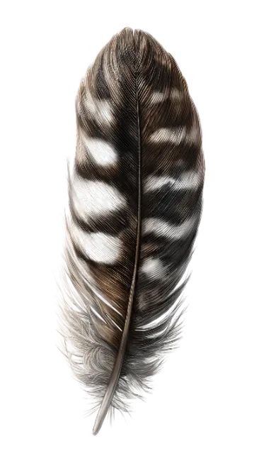 Detailed Bird Feather Isolated