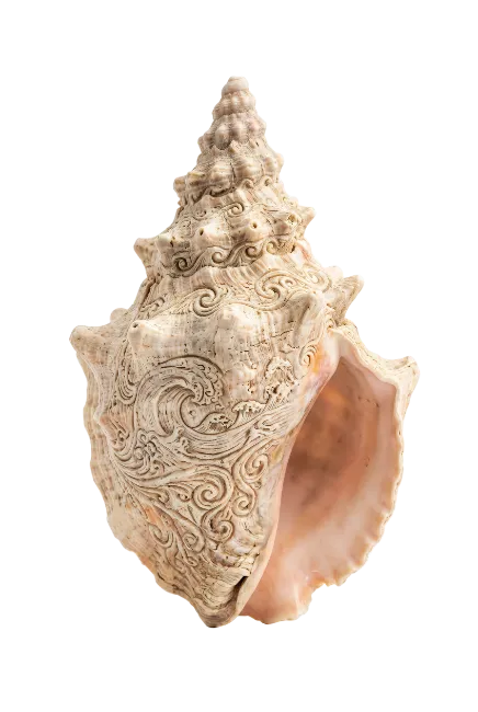 Detailed Carved Seashell