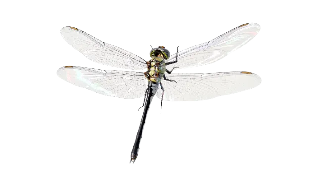 Detailed Dragonfly Insect Specimen Top View