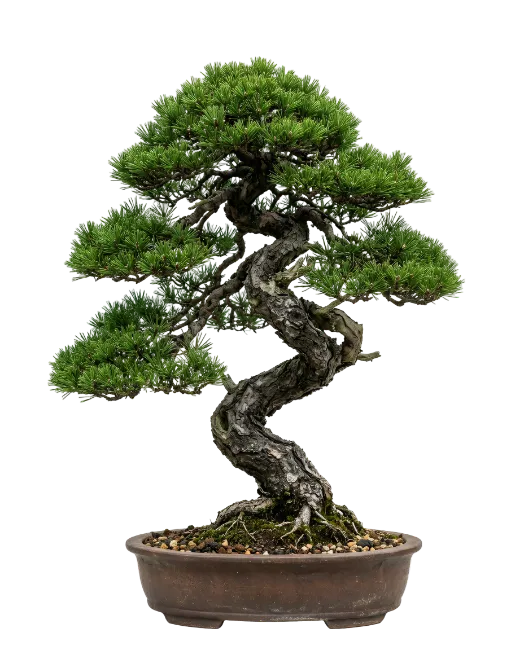Detailed Miniature Japanese Pine Bonsai Tree