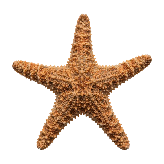 Detailed Orange Starfish Sea Creature