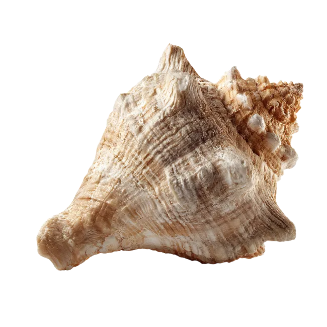 Detailed Sea Shell Conch Isolated