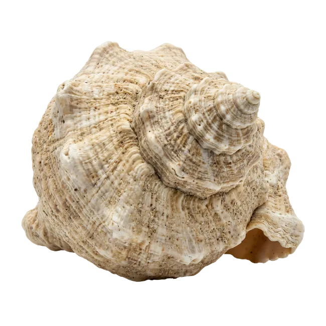 Detailed Sea Shell Marine Specimen