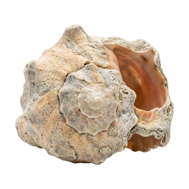 Detailed Sea Shell Marine Specimen