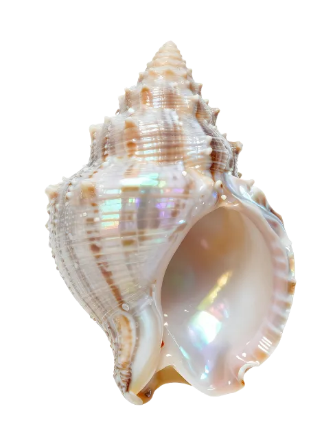 Detailed Sea Shell with Iridescent Pearl Interior