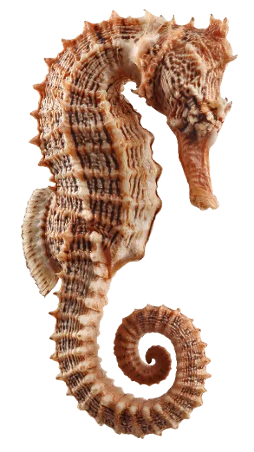 Detailed Seahorse Marine Animal