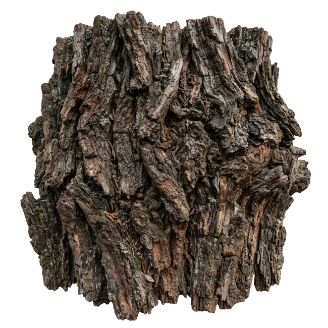 Detailed Tree Bark Texture