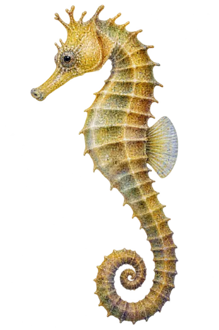 Detailed Yellow Seahorse Illustration