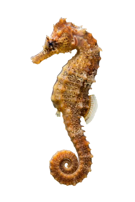 Detailed Yellow Seahorse Isolated