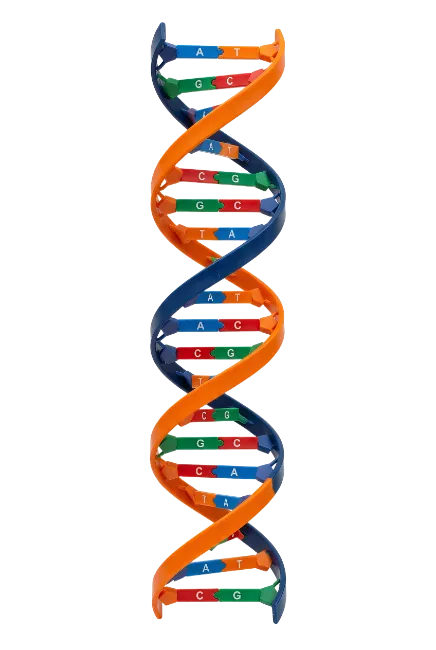 DNA Double Helix Structure Model