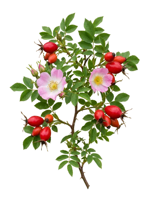 Dog Rose Branch with Flowers and Hips