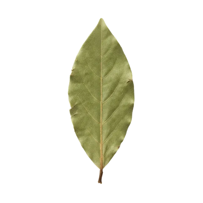 Dried bay leaf spice