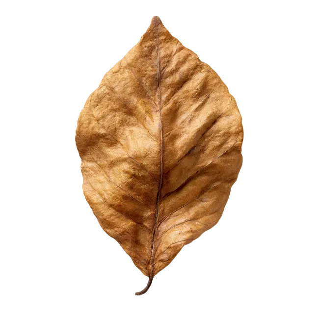 Dried Brown Autumn Leaf Stock Image