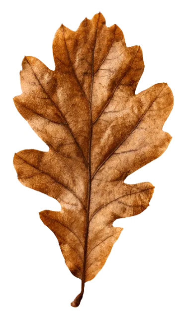 Dried Brown Oak Leaf Isolated