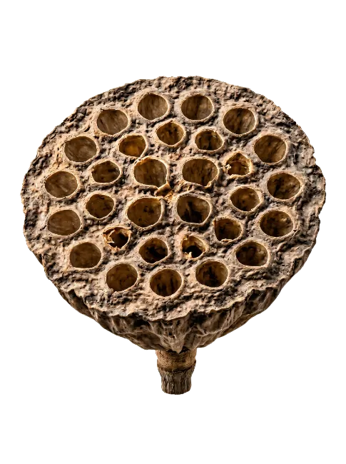Dried Lotus Seed Pod