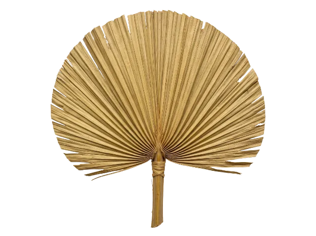 Dried Palm Leaf Fan