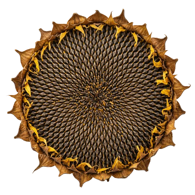 Dried Sunflower Head Top View