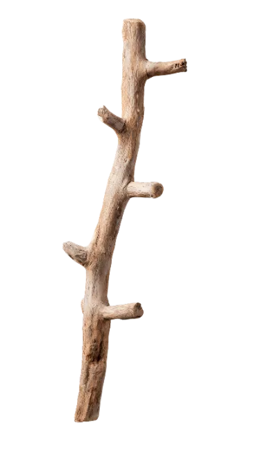 Driftwood Branch with Stubs Isolated