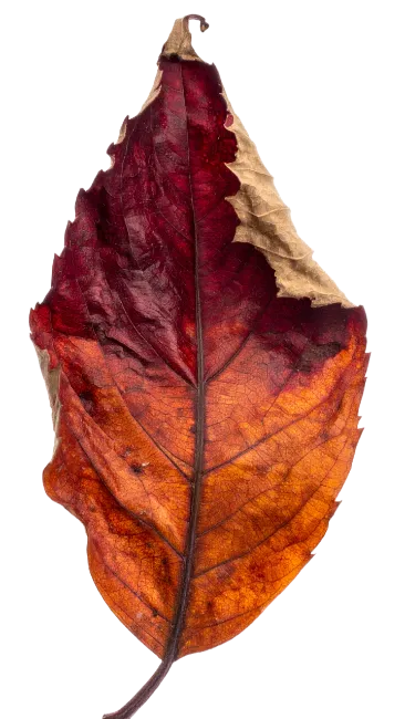 Dry Autumn Leaf with Red and Brown Tones