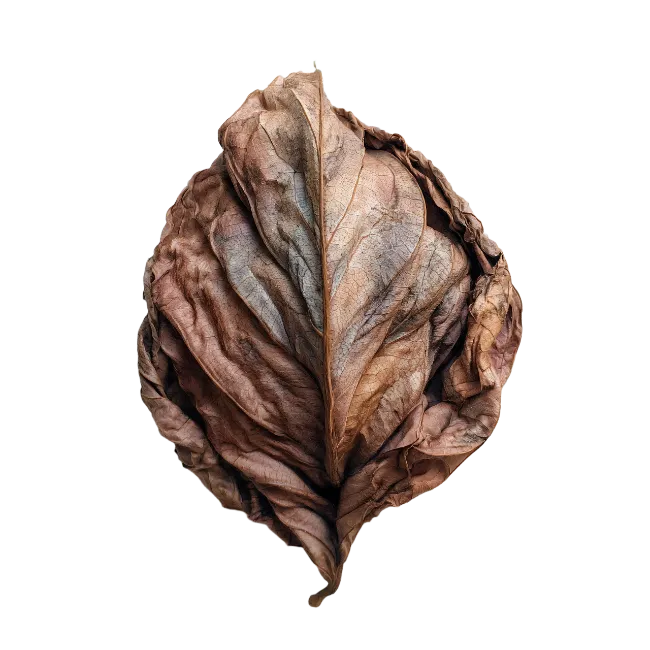 Dry Brown Withered Leaf