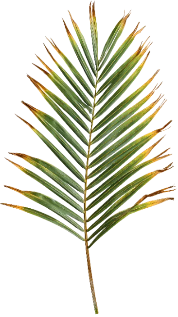 Dry Palm Frond Leaf