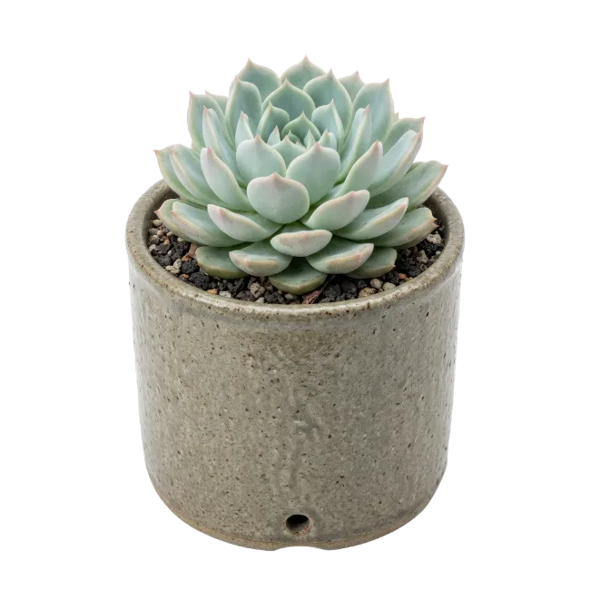 Echeveria Succulent Plant in Ceramic Pot