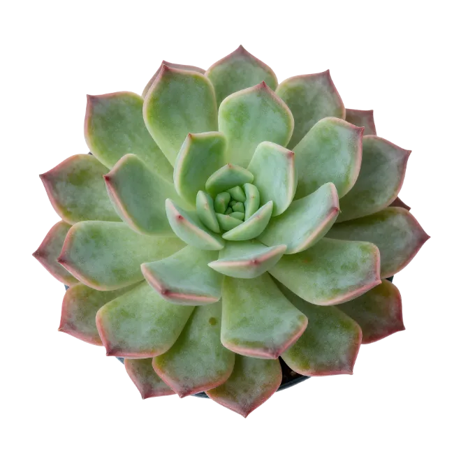 Echeveria Succulent Plant Top View