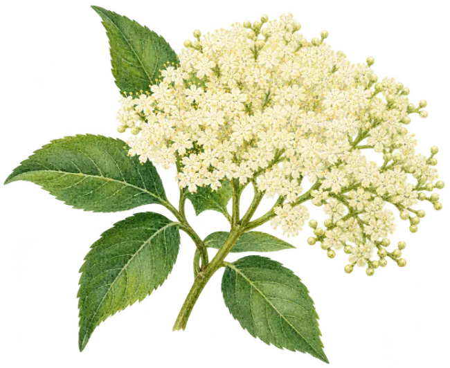 Elderflower Botanical Illustration with White Blossoms