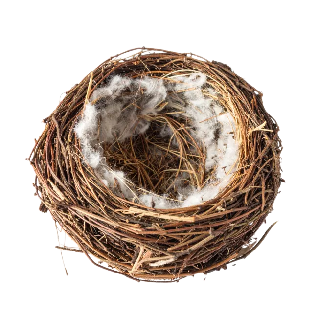 Empty bird nest crafted from twigs and soft cotton