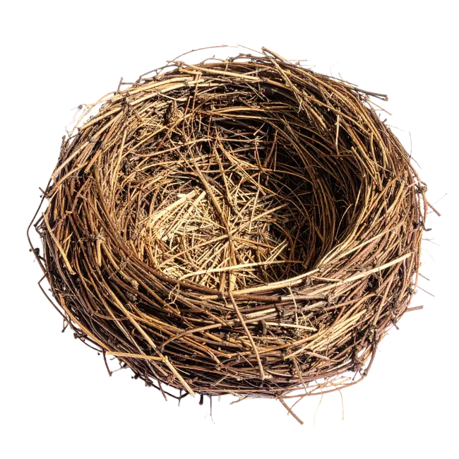 Empty bird nest made of twigs