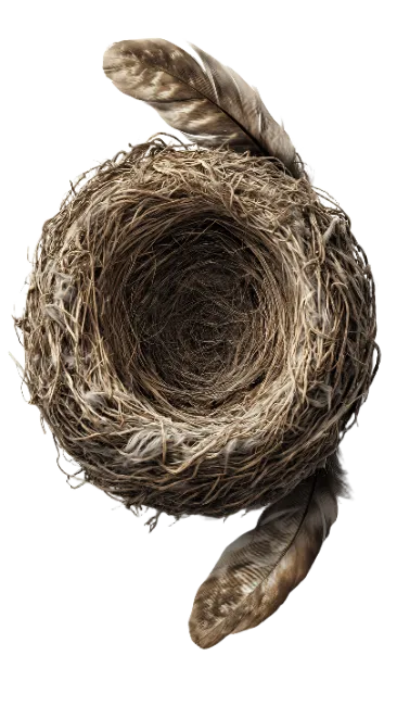 Empty Bird Nest With Feathers