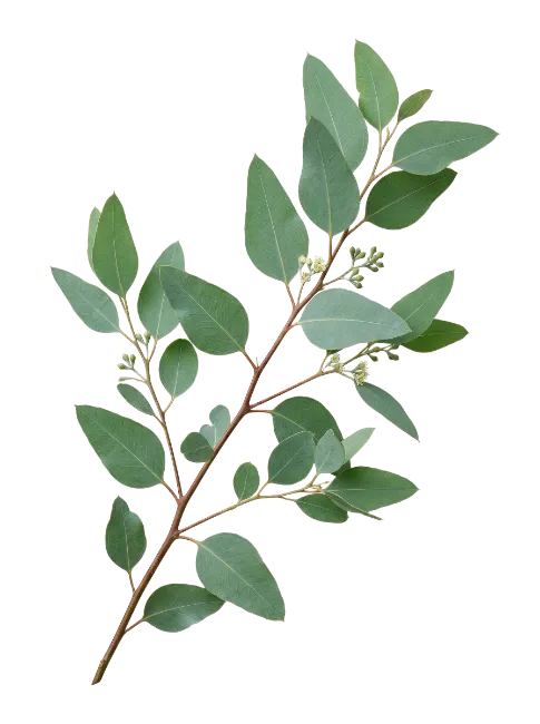 Eucalyptus Branch with Leaves