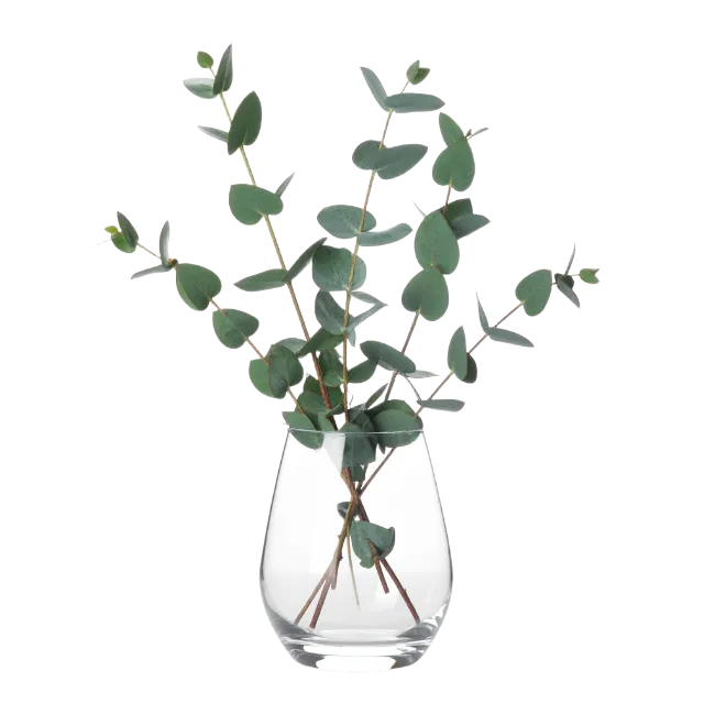 Eucalyptus branches in glass vase