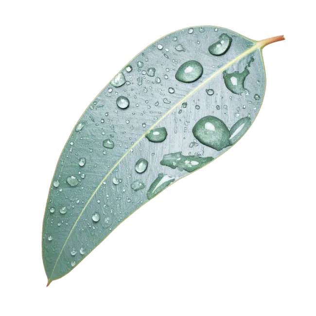 Eucalyptus leaf with water drops