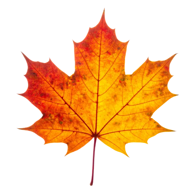 Fall Maple Leaf with Vibrant Colors