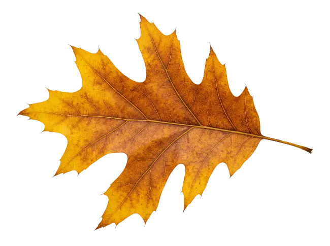 Fall Oak Leaf Stock Image