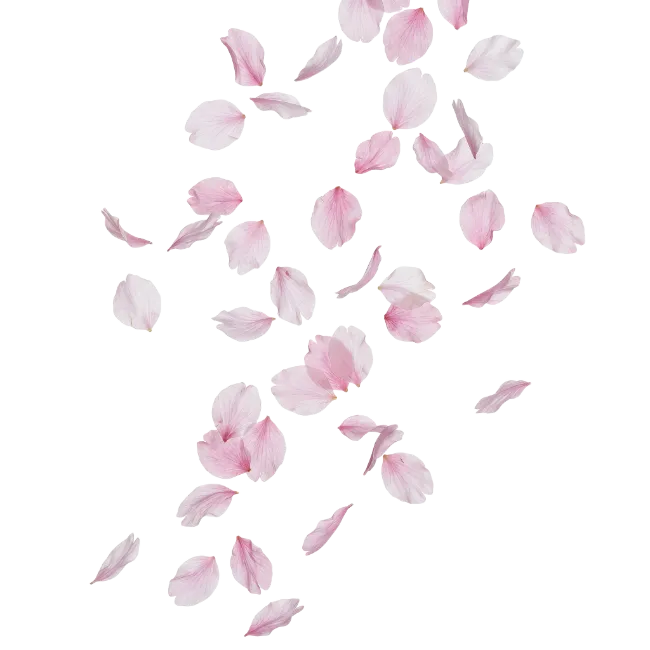 Falling Cherry Blossom Petals