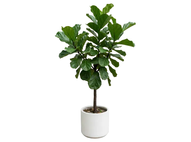 Fiddle Leaf Fig Houseplant in White Pot