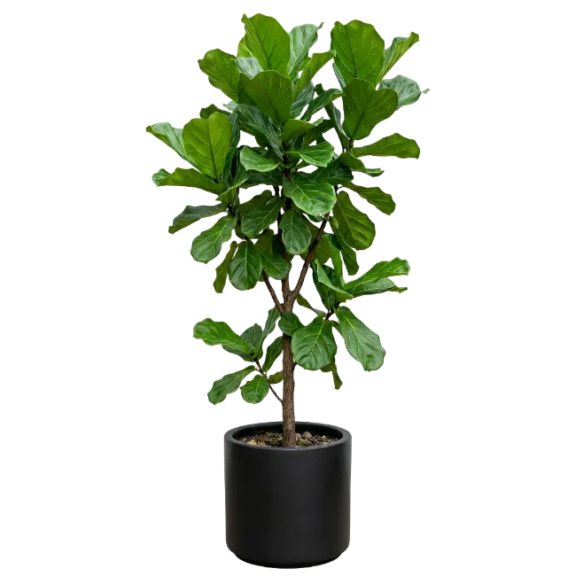 Fiddle Leaf Fig Plant in Black Pot
