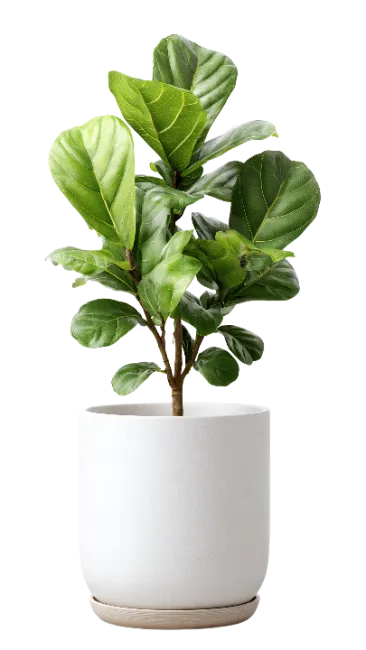 Fiddle Leaf Fig Plant in White Pot