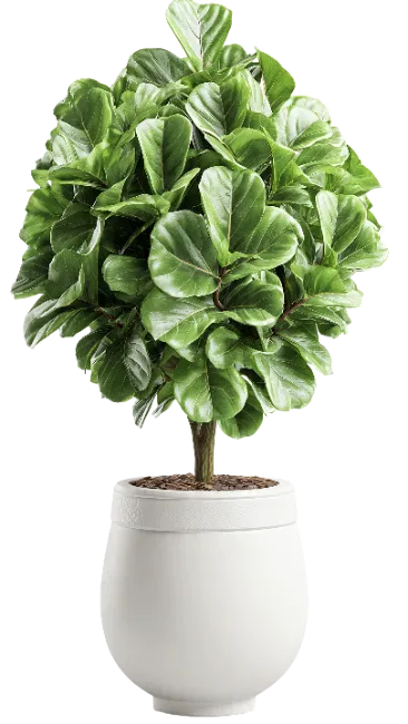 Fiddle Leaf Fig Topiary in White Pot