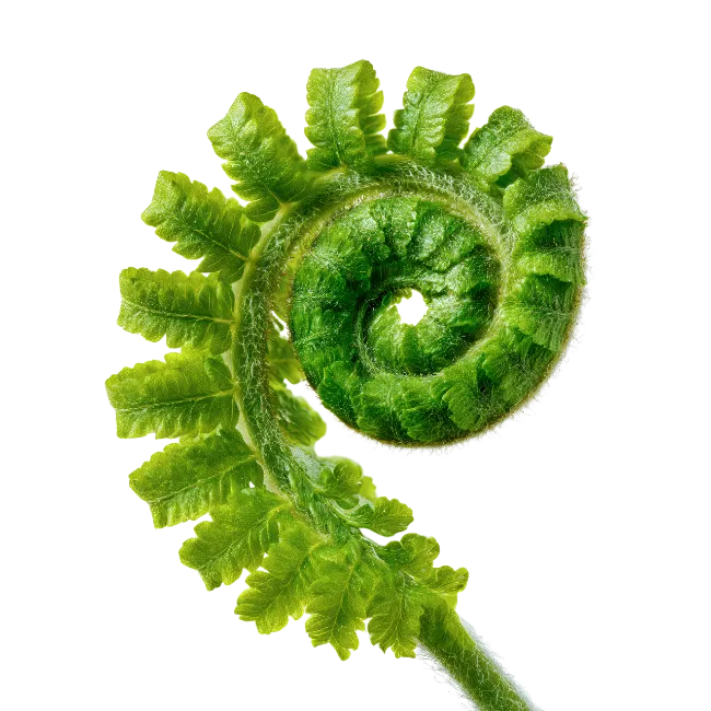 Fiddlehead Fern Frond Spiral