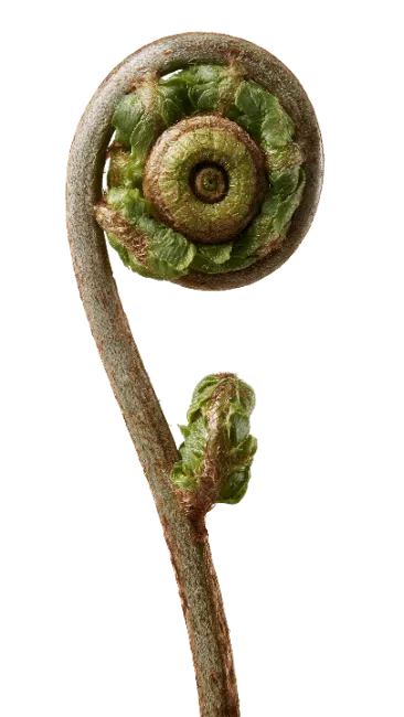 Fiddlehead Fern Frond Unfurling