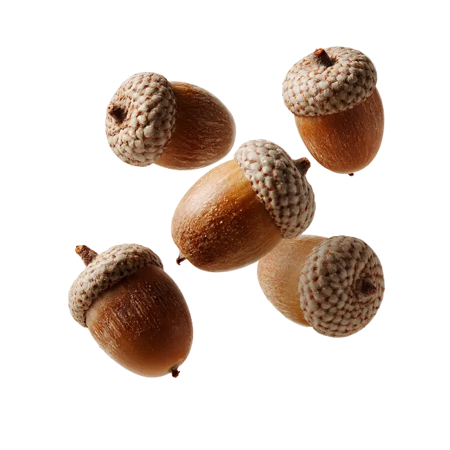 Five Brown Acorns Falling Down