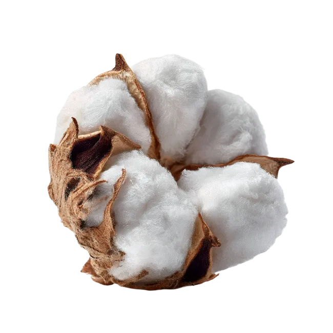 Fluffy Raw Cotton Boll