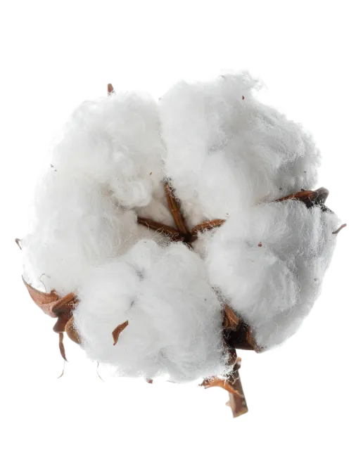 Fluffy White Cotton Boll