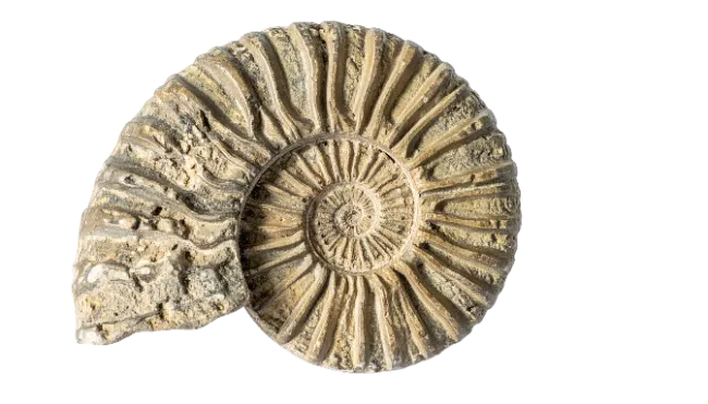 Fossilized Ammonite Shell Specimen