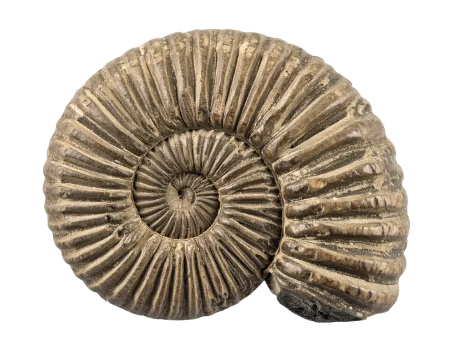 Fossilized Ammonite Shell Spiral Specimen