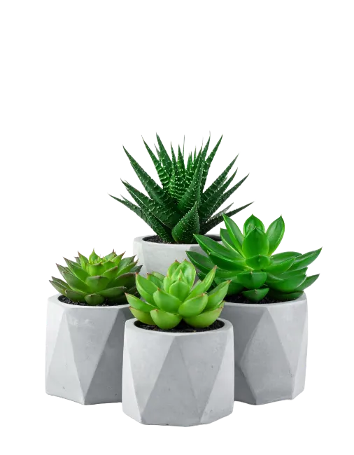 Four Succulent Plants in Geometric Concrete Pots