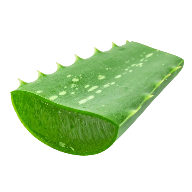 Fresh Aloe Vera Leaf Slice